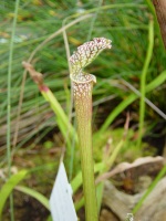 S. leucophylla