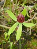 Flower of D. californica