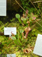 H. heterodoxa