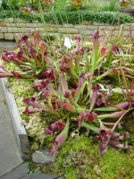 Sarracenia hybrid